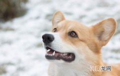 狗狗委屈起来是什么样的