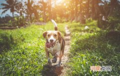 小狗狗几个月换牙齿