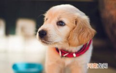 狗的尾巴是用来干什么的