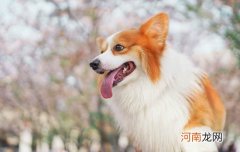 2个月泰迪怎样分辨是小体的