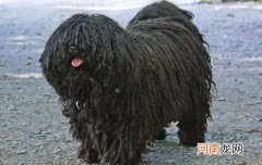 恶霸犬咬人吗,凶不凶
