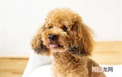 品种狗是什么意思 纯种狗是什么意思