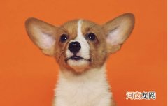 杜高犬怎么样适合家养吗