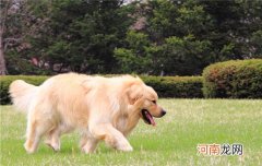 苏牧犬的寿命为多少年