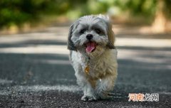 马尔济斯犬怎么挑选
