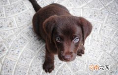 马尔济斯犬出生几天睁眼