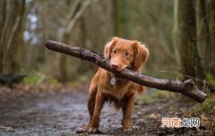 狗不接受新来的狗的表现