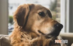 松狮的性格优点和缺点