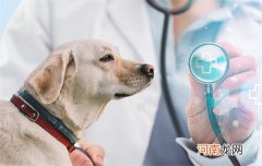 松狮的舌头是什么颜色的?