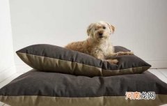 土狗多少度会觉得冷