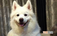 卡南犬和土狗的区别