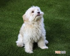 狗是天生就会游泳的吗