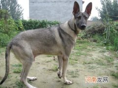狼青犬长大需要几个月