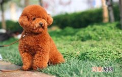 比熊和泰迪哪个好养些