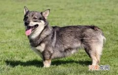 犬的一年等于多少岁