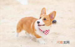 ?柯基牧羊犬还是牧牛犬