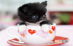 茶杯犬的寿命有多长