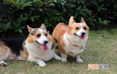 ?为什么三色柯基便宜