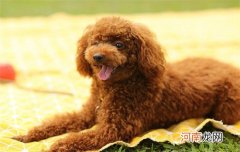 泰迪犬是哪个国家的品种