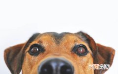 狗16岁相当于人的几岁