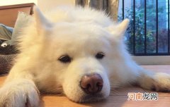 狗狗可以托运吗