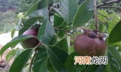 山竹树在北方能不能栽活 山竹树在北方能结果吗