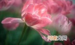 ?给郁金香浇水和施肥有什么要求 郁金香好养活吗