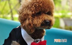 4个月泰迪智商相当于几岁