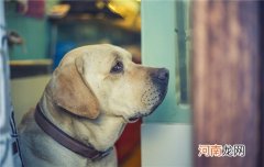 狗狗的体温多少才正常