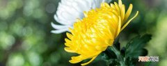 菊花有什么颜色 菊花有哪些颜色