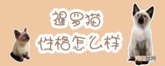 暹罗猫性格怎么样
