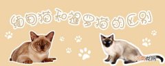 缅甸猫和暹罗猫的区别有哪些