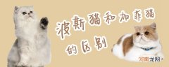 波斯猫和加菲猫的区别有哪些
