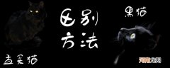 孟买猫和黑猫的区别方法