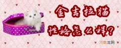 金吉拉猫性格怎么样