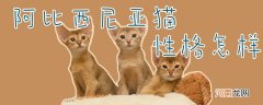 阿比西尼亚猫性格怎样
