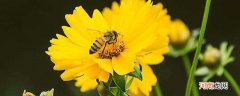 蜜蜂巢脾是什么东西 什么是蜜蜂巢脾