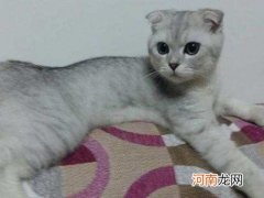 银渐层猫怎么看品相