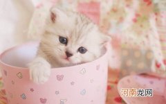 茶杯猫多少钱一只