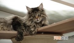 缅甸猫和缅因猫有什么区别