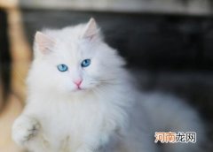 山东狮子猫多少钱一只