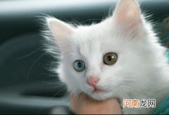 山东狮子猫怎么挑