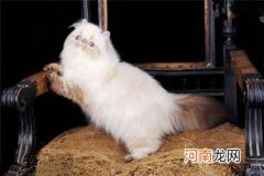 喜马拉雅猫多少钱一只