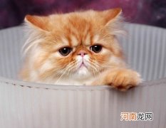 喜马拉雅猫怎么看纯不纯