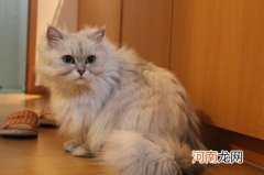 金吉拉猫多少钱一只