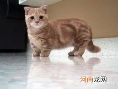 曼基康猫一般要价多少