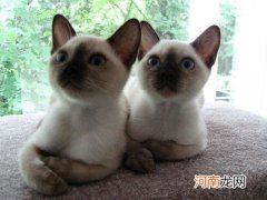 缅甸猫多少钱
