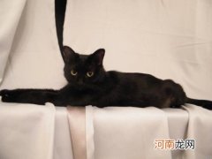 缅甸猫外形有什么特征