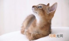 阿比西尼亚猫多少钱