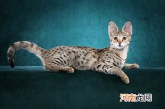 热带草原猫多少钱